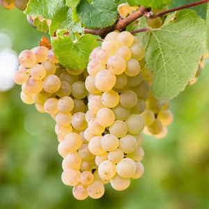 Grape Vine - Sweet & Juicy Grapes for Home Gardens | Ideal for Trellises & Arbors, Hardy in Zones 4-9