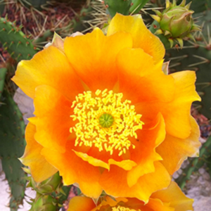 Prickly Pear Cactus Pad Live Plant - Low Maintenance, Drought-Tolerant Cactus for Zone 7-10