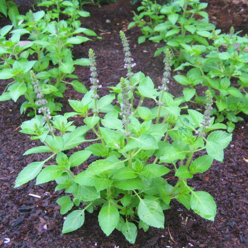 Basil Plant Live – Aromatic Herb for Indoor; Outdoor Gardening | Perfect for Cooking - Image 4