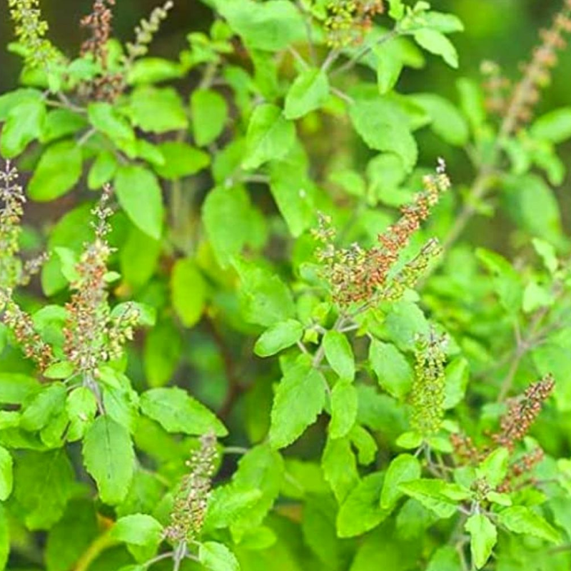 Basil Plant Live – Aromatic Herb for Indoor; Outdoor Gardening | Perfect for Cooking - Image 2