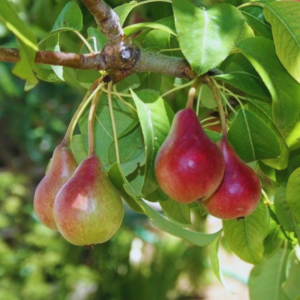 some fruits of one of types of pears, moonglow pear trees