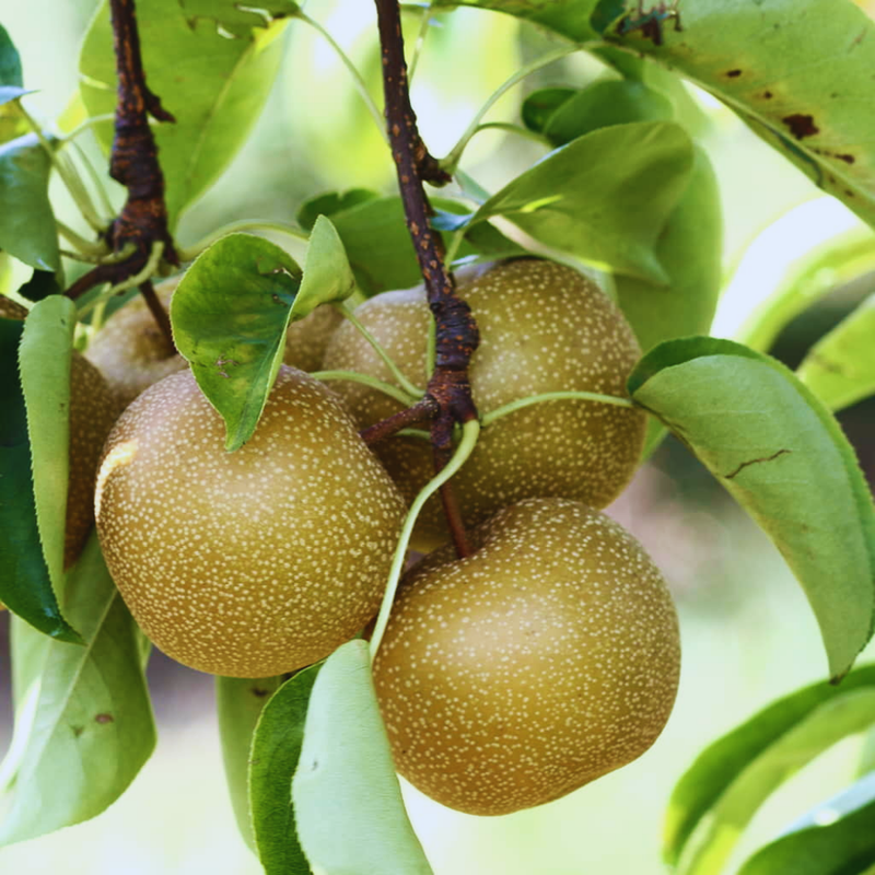 Hosui Asian Pear Tree - 3-4ft Tall, Juicy Fruit, Golden-Brown Skin, Grafted, Cold Hardy for USDA Zones 5-9 - Image 3