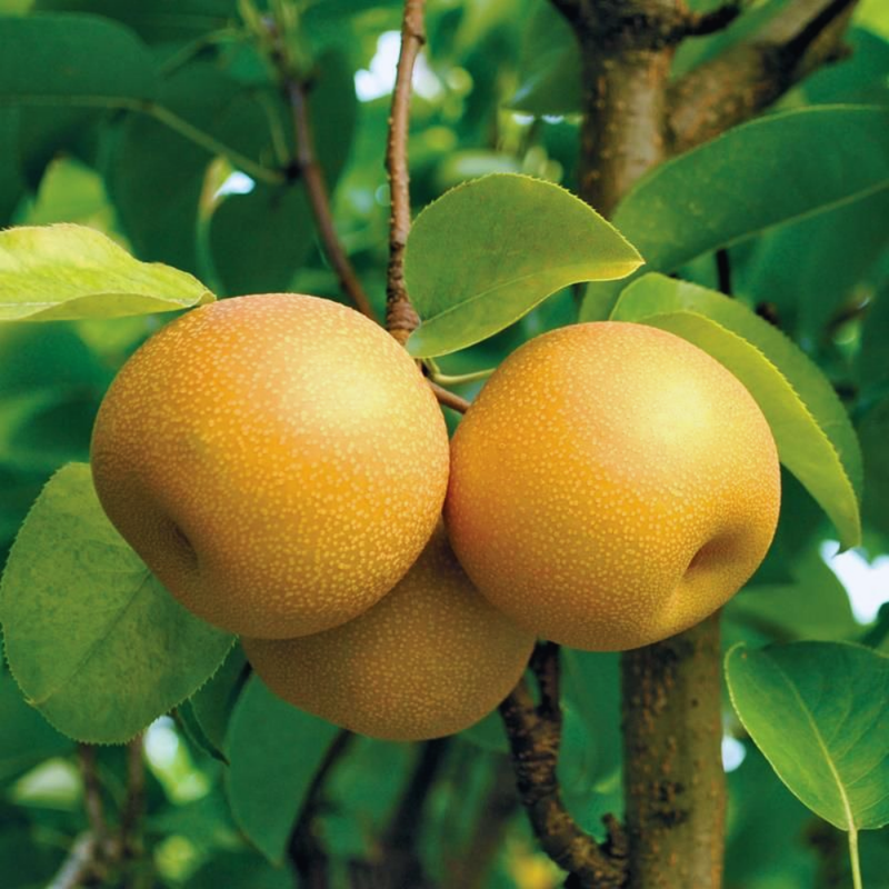 Hosui Asian Pear Tree - 3-4ft Tall, Juicy Fruit, Golden-Brown Skin, Grafted, Cold Hardy for USDA Zones 5-9