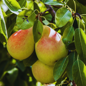 Pineapple pears, one of the most delicious types of pears