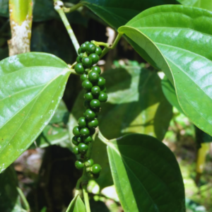 Black Pepper Plant – Live Peppercorn Plant for Indoor and Outdoor Gardens, Zones 10-11