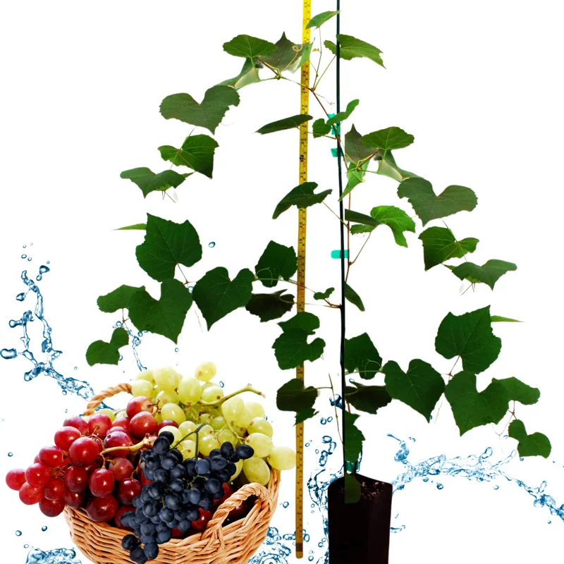 Grape Vine Live Plant, 30-40 Inch Tall, Seedless Grape Tree, Table Grape Plant, Grape Fruit