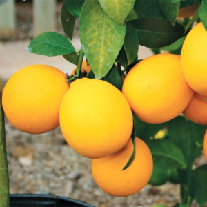 Meyer Lemon Tree Plant Live for Gardening Outdoor Indoor, Meyer Lemon Trees Live Plants, 2 Feet  Tall, Gallon Pot, Grafted Lemon Tree, No Ship to CA