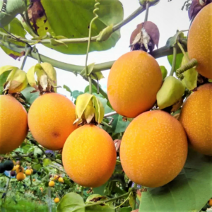 5 to 10 inch Yellow Passionfruit Tree for Planting, Passion Fruit Tree Live Plant,  Ready for Planting