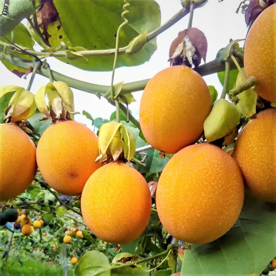 5 to 10 inch Yellow Passionfruit Tree for Planting, Passion Fruit Tree Live Plant, Ready for Planting