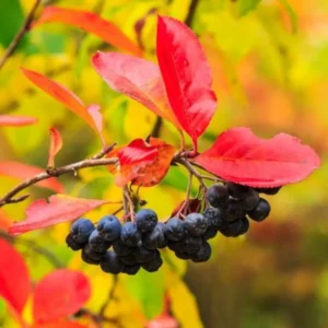 Black Chokeberry Tree - Live Plant, 6-12 Inch Tall, Chokeberry Plant in 2.5 Inch Pot