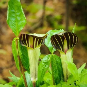 5 Jack In The Pulpit Bulbs - For Planting, Jack In The Pulpit for Flowering