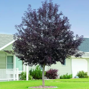 Red Chokecherry Tree - Live Plant, 8-14 Inch Tall, Chokecherry Plant in 2.5 Inch Pot, No Shipping to CA