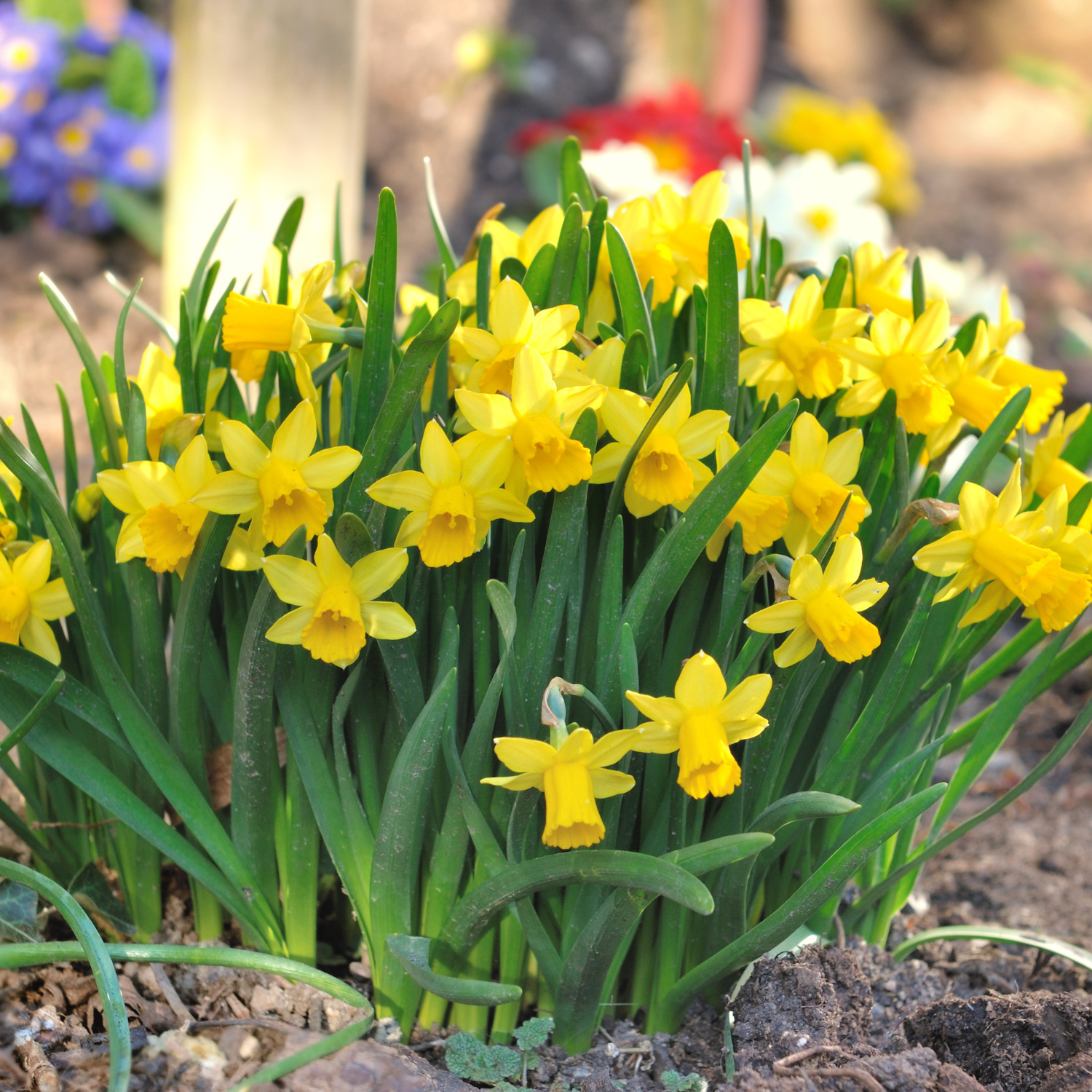 25 Daffodil Bulbs, Daffodil Bulbs For Planting, Daffodil Bulbs Indoor, Fall Planting Bulbs - Image 3