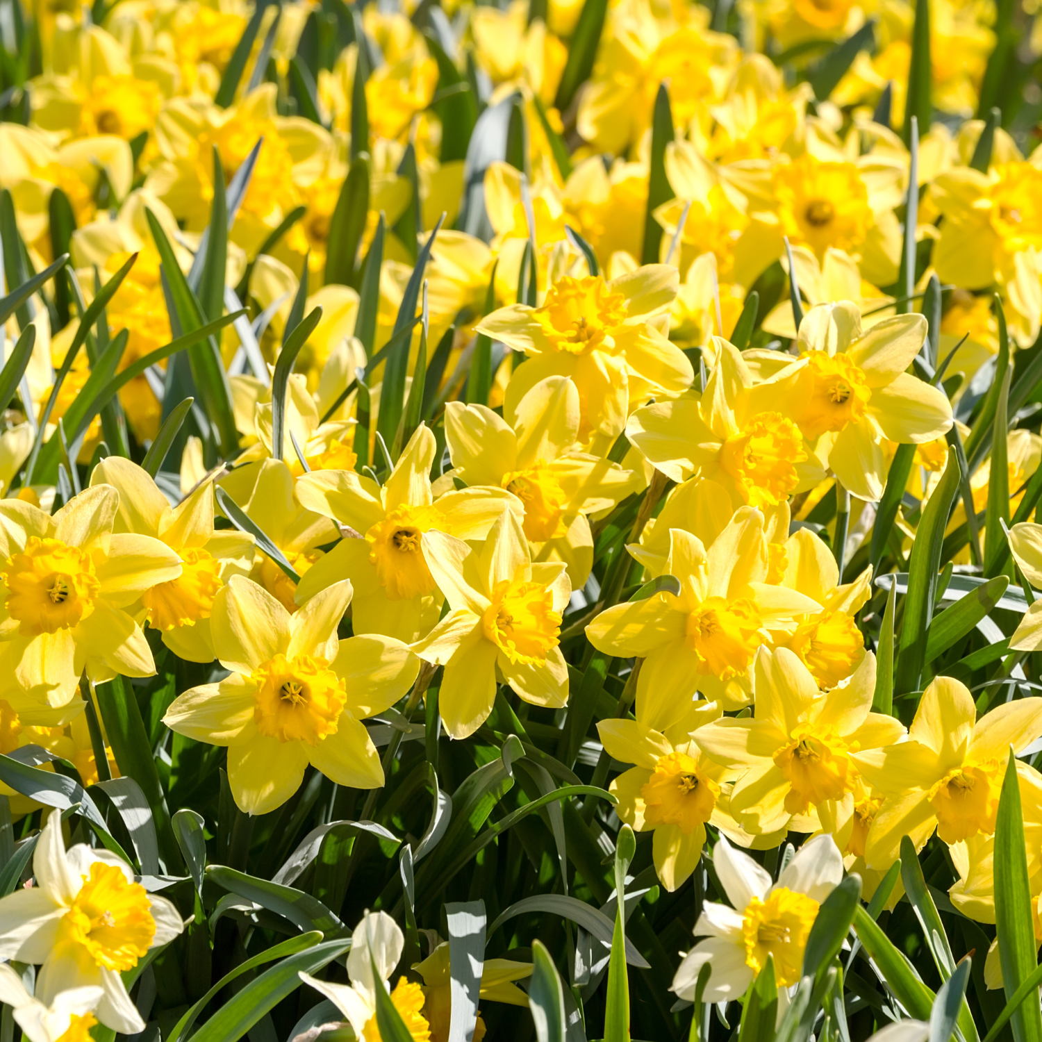 25 Daffodil Bulbs, Daffodil Bulbs For Planting, Daffodil Bulbs Indoor, Fall Planting Bulbs - Image 4