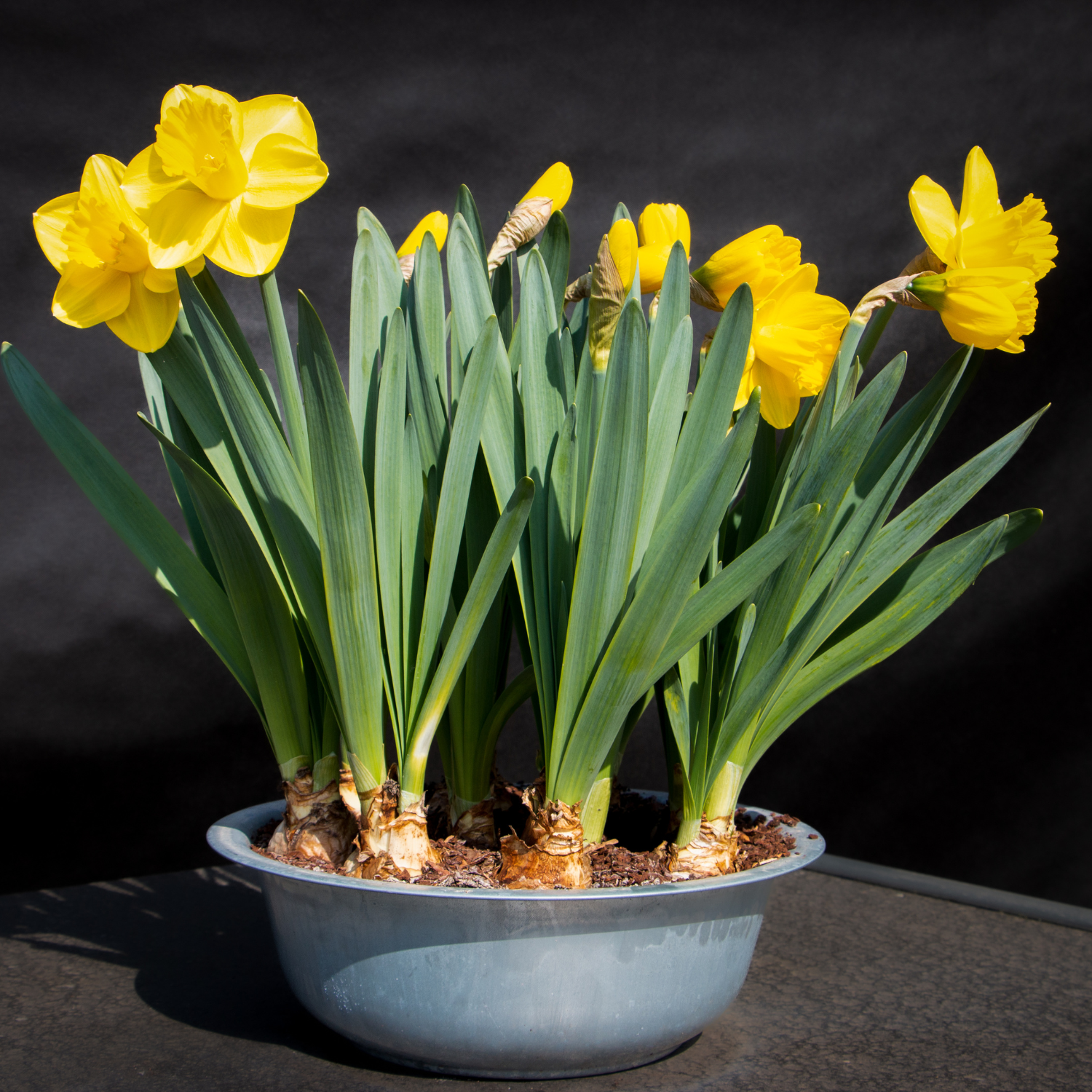 25 Daffodil Bulbs, Daffodil Bulbs For Planting, Daffodil Bulbs Indoor, Fall Planting Bulbs - Image 5