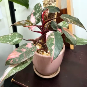 Rare Philodendron Live Plant, Pink Princess Philodendron Plant, Philodendron House Plant Live 4 Inches