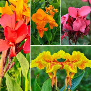 3 Canna Lily Plants For Planting Outdoors, Live Canna Lily Plants, Multicolor Canna Lily Flower Plants Bareroot