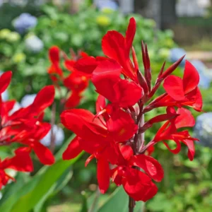3 Mix Canna Lily Plants, Canna Lily Plants For Planting Perennial, Bare Roots Plants For Growing