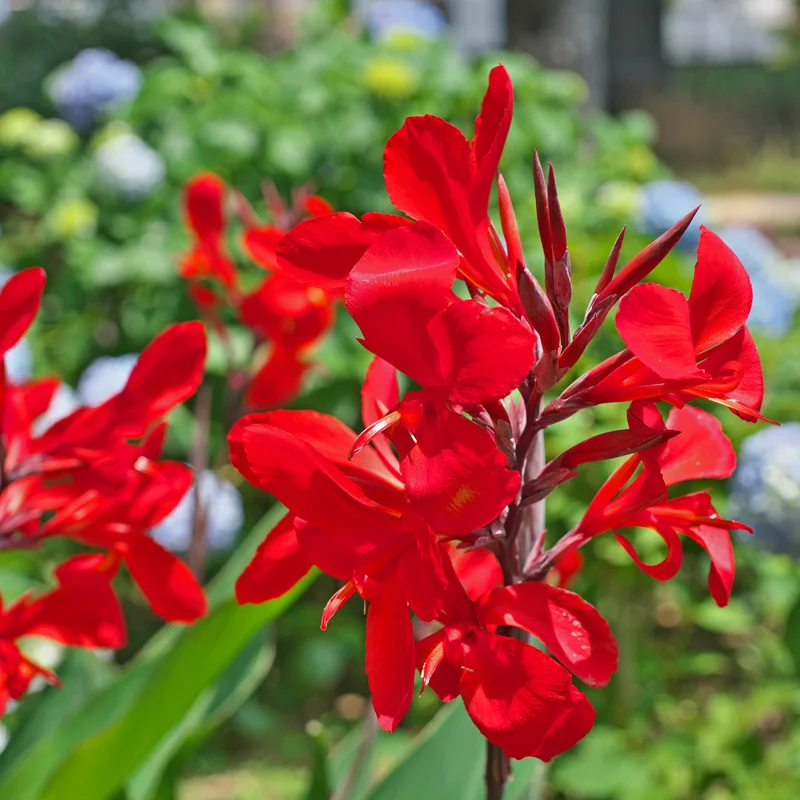 3 Mix Canna Lily Plants, Canna Lily Plants For Planting Perennial, Bare Roots Plants For Growing