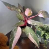 Pink Princess Philodendron Plant Live, Philodendron House Plant 4 Inches, Philodendron Indoor Plant 4 Inches