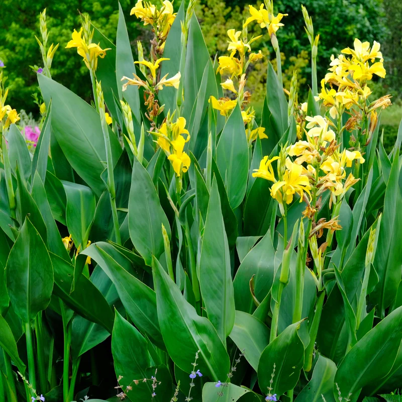 3 Mix Canna Lily Plants, Canna Lily Plants For Planting Perennial, Bare Roots Plants For Growing
