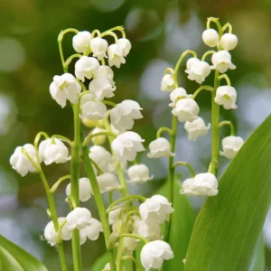 10 Lily Of The Valley Bulbs, Lilies Of The Valley Bulbs, Lily Of The Valley Roots