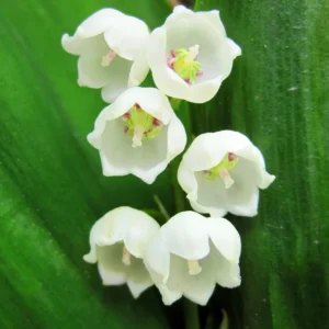 10 Lily Of The Valley Bulbs, Lily Of The Valley Flowers Bulbs, Flower Bulbs