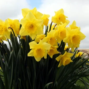 50 Daffodils Flowers Bulbs, Yellow Daffodil Bulbs For Planting, Flower Bulbs