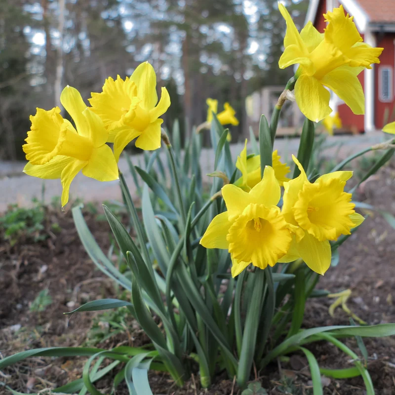 50 Daffodils Flowers Bulbs, Yellow Daffodil Bulbs For Planting, Flower Bulbs