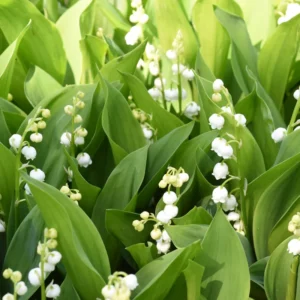 10 Lily Of The Valley Bulbs, Lily Of The Valley Bulbs For Planting, Lily Of The Valley Bare Roots