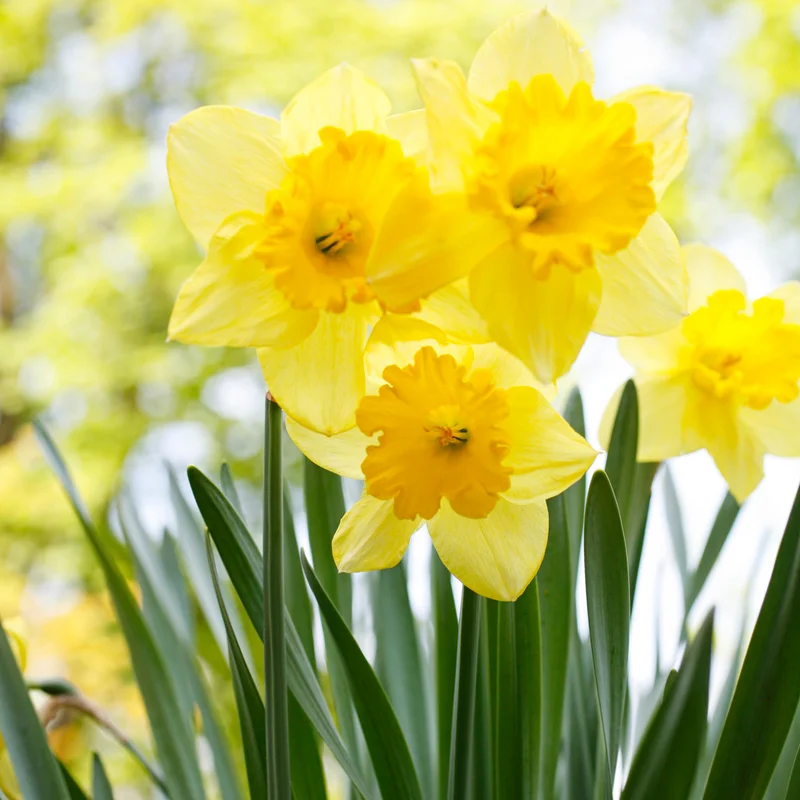 50 Daffodils Flowers Bulbs, Yellow Daffodil Bulbs For Planting, Flower Bulbs