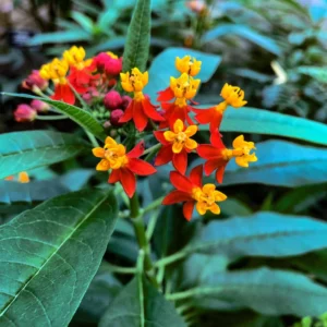 Tropical Milkweed Plants, 2 Yellow Red Milkweed Flower Plants Live, Multi Color Milkweed Plants