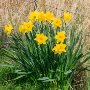 50 Daffodils Flowers Bulbs, Yellow Daffodil Bulbs For Planting, Flower Bulbs