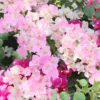 Bougainvillea Plants Live, Pack 2 Bougainvillea Plants From 5 Inches Tall No Pot, Live Ornamental Flower Plants For Outdoor Planting