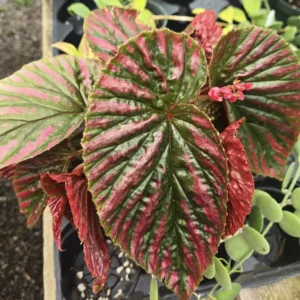 2 Rex Begonias Live Plants Indoor, Live Rare Begonias Plants 3 To 4 Inches Height Plants, Rare Plants For Indoor Planting