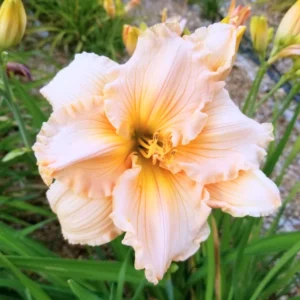 3 Daylilies Bulbs, Reblooming Daylilies Bulbs, Daylilies Perennial Bulbs