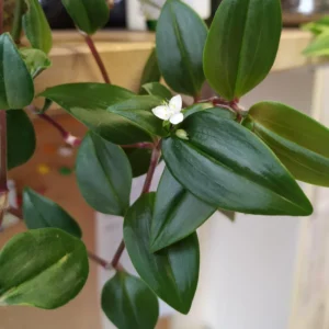 Tradescantia Live Plant 2.5 Inches Pot, House Plant, Trailing Plant Live