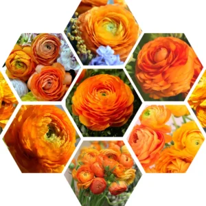 Ranunculus Bulbs For Fall Planting - 25 Ranunculus Corms, Blooming Perennial Flowers