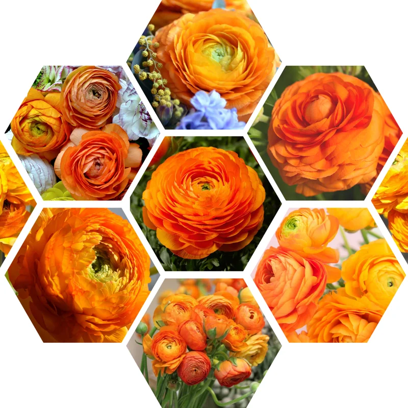 Ranunculus Bulbs For Fall Planting - 25 Ranunculus Corms, Blooming Perennial Flowers