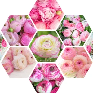 Ranunculus Bulbs For Fall Planting - 25 Ranunculus Corms, Blooming Perennial Flowers