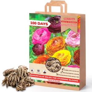 Ranunculus Bulbs For Fall Planting - 25 Ranunculus Corms, Blooming Perennial Flowers