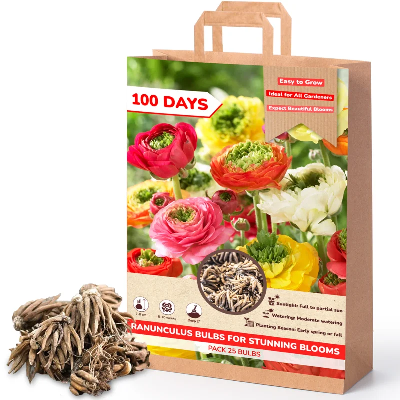 Ranunculus Bulbs For Fall Planting - 25 Ranunculus Corms, Blooming Perennial Flowers