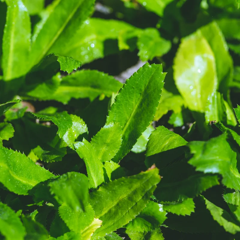 3 Culantro Plants Live, Recao Cilantro Plant - 6 to 8 Inch Tall, Well-Rooted Live Herb Plant, Not Seeds, Ready for Garden or Pot Planting