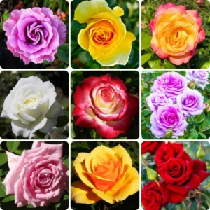 Rose Bush - Live Heirloom Rose Plant for Planting, Fragrant Flowers, 6-9 Inch Tall, 14+ Varieties