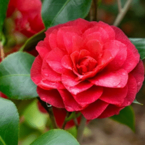 Camellia Live Plant in 4in Pot, Cold Hardy Flowering Shrub, Year-Round Blooms Camellia Tree Plant Bush