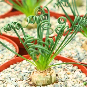 Albuca Spiralis Frizzle Sizzle Plant, In Pot, Rare Succulent Plant Live, Curly Grass Live Plant