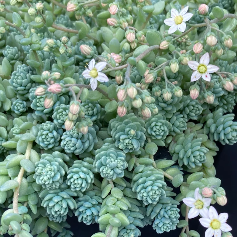 Sedum Plant Live, Stonecrop Rare Succulent Live Plant, In 4 Inch Pot, Sedum Ground Cover