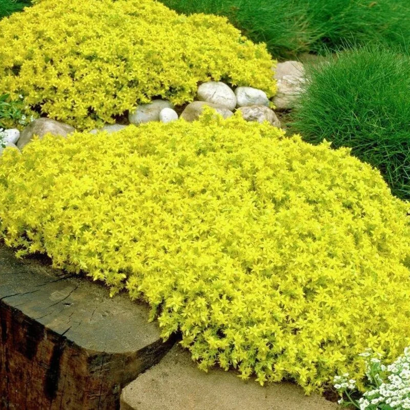 Sedum Plant Live, Stonecrop Rare Succulent Live Plant, In 4 Inch Pot, Sedum Ground Cover