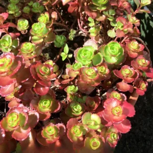 Sedum Plant Live, Stonecrop Rare Succulent Live Plant, In 4 Inch Pot, Sedum Ground Cover