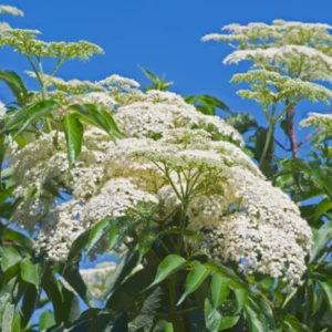 American Elderberry Bushes Live Plants, From 6 To 12 Inch Tall, Black Elderberry Plants Live For Planting